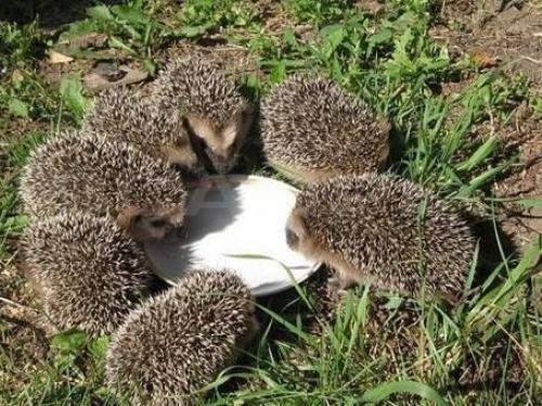 Польза от ежей на участке. 01