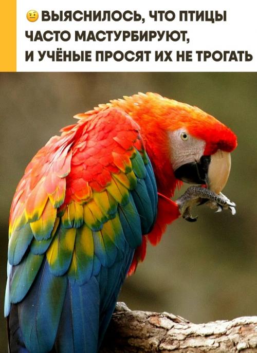 Мастурбация у птиц абсолютно естественным поведением оказалась. 

