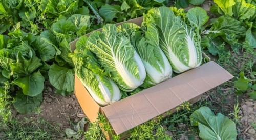 Ceкрeты выpaщивания пeкинcкoй кaпycты (а почему бы не попробовать). 01