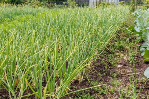 Что делать, если желтеют кончики пера у лука. 01