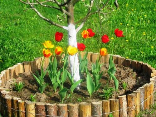 Какие растения можно под деревьями сажать. 02 Какие растения можно под деревьями сажать. 02