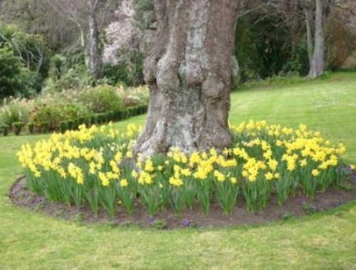 Какие растения можно под деревьями сажать. 05 Какие растения можно под деревьями сажать. 05