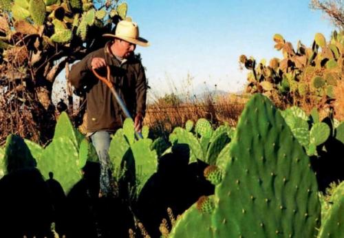 Кожа из переработанного кактуса, которая не уступает по прочности настоящей. 05