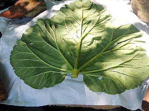 Креативный декор для сада можно своими руками сделать. 04