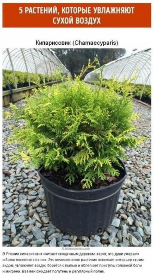 Как создать идеальный микроклимат в квартире? 05