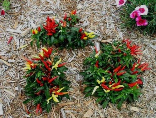 О пользе опилок - как влияют опилки на почву? 01 О пользе опилок - как влияют опилки на почву? 01