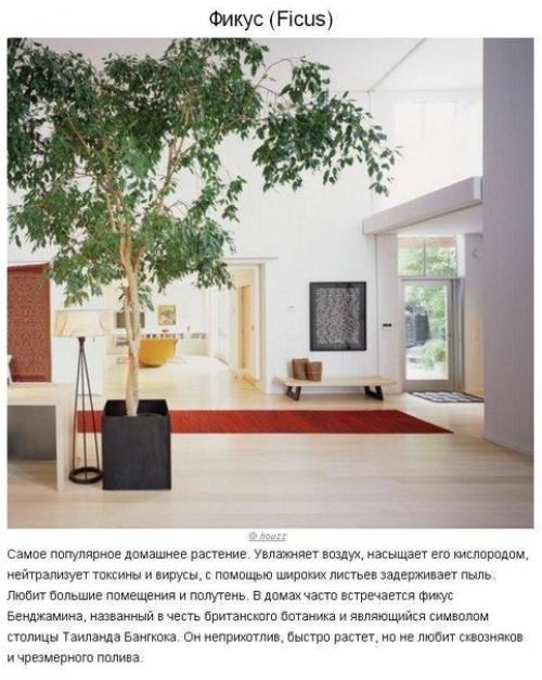 Как создать идеальный микроклимат в квартире? 09