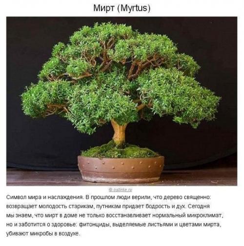 Как создать идеальный микроклимат в квартире? 01