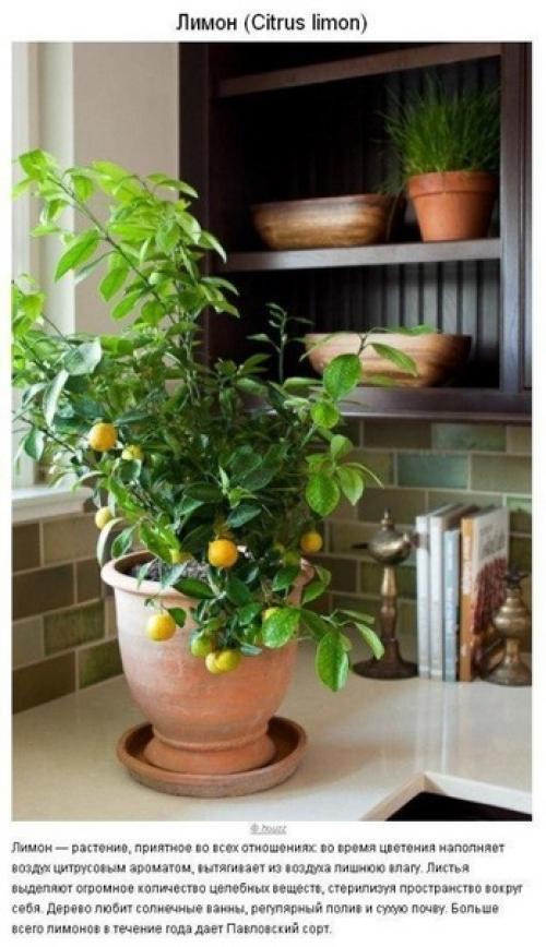 Как создать идеальный микроклимат в квартире? 04