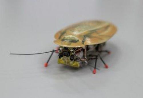 В Калининграде создали таракана - разведчика. 01 В Калининграде создали таракана - разведчика. 01