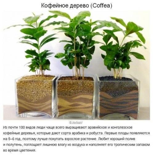 Как создать идеальный микроклимат в квартире? 02