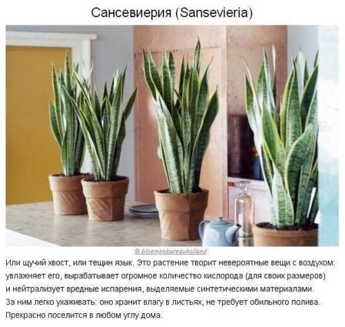 Как создать идеальный микроклимат в квартире? 07