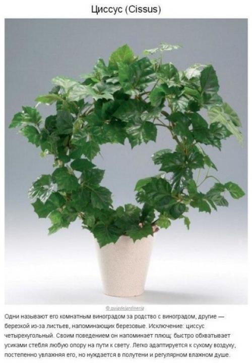 Как создать идеальный микроклимат в квартире? 08