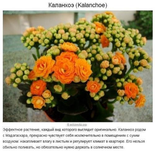 Как создать идеальный микроклимат в квартире? 06