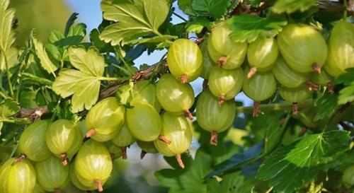 Самым сладким сортом крыжовника считается сорт *московский деликатес* (или его вариации, такие как московский деликатес-2. 03