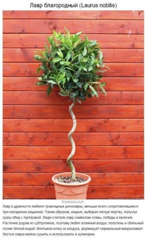 Как создать идеальный микроклимат в квартире? 03