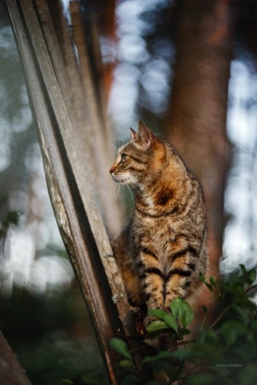 Этот очаровательный деревенский котейка любезно согласился попозировать фотографу Татьяне Афиногеновой. 05