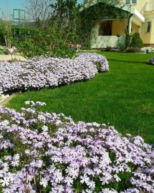 Шиловидный флокс - это декоративное многолетнее растение из семейства флоксовых (Saxifragaceae), известное своей яркой и пышной цветочной кистью. 04