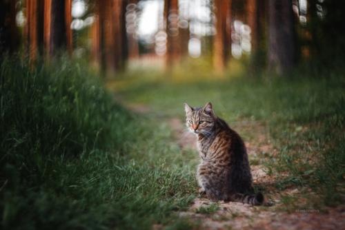 Этот очаровательный деревенский котейка любезно согласился попозировать фотографу Татьяне Афиногеновой. 06