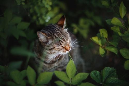 Этот очаровательный деревенский котейка любезно согласился попозировать фотографу Татьяне Афиногеновой. 01