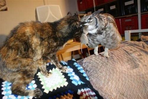 Удивительная история произошла в южной Африке: молодой человек подобрал раненую сову и приютил её у себя дома. 03