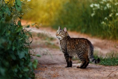 Этот очаровательный деревенский котейка любезно согласился попозировать фотографу Татьяне Афиногеновой. 04