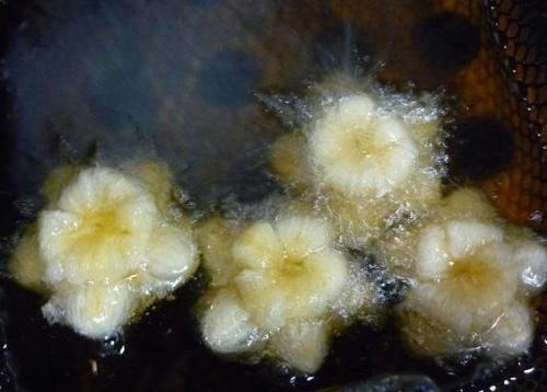 Цветы из слоеного теста. 04 Цветы из слоеного теста. 04