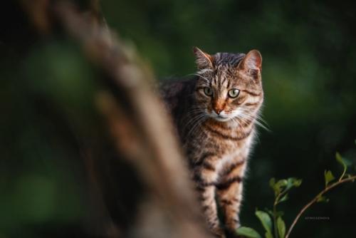 Этот очаровательный деревенский котейка любезно согласился попозировать фотографу Татьяне Афиногеновой. 08