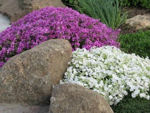 Шиловидный флокс - это декоративное многолетнее растение из семейства флоксовых (Saxifragaceae), известное своей яркой и пышной цветочной кистью. 02