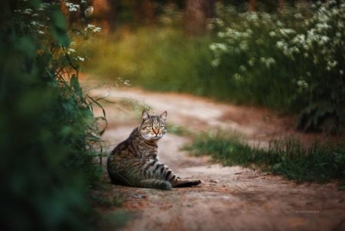 Этот очаровательный деревенский котейка любезно согласился попозировать фотографу Татьяне Афиногеновой. 03