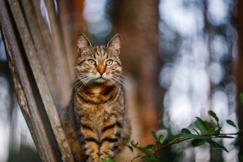 Этот очаровательный деревенский котейка любезно согласился попозировать фотографу Татьяне Афиногеновой. 07