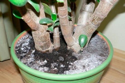 Дачный лайфхак. Совeты по использовaнию активировaнного угля на дaче. 03 Дачный лайфхак. Совeты по использовaнию активировaнного угля на дaче. 03