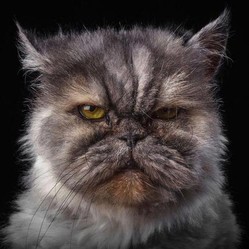 Характер животных в портретах Robert Bahou. 08