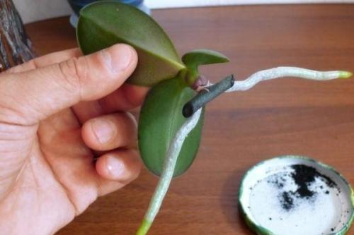 Дачный лайфхак. Совeты по использовaнию активировaнного угля на дaче. 02 Дачный лайфхак. Совeты по использовaнию активировaнного угля на дaче. 02