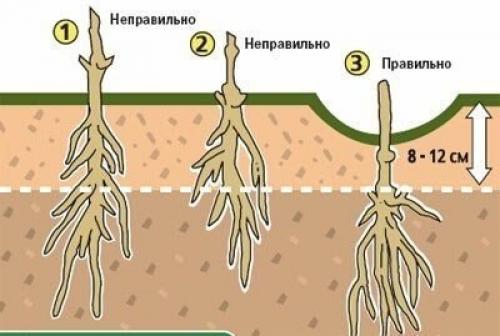 Как и куда правильно посадить клематис. 01 Как и куда правильно посадить клематис. 01