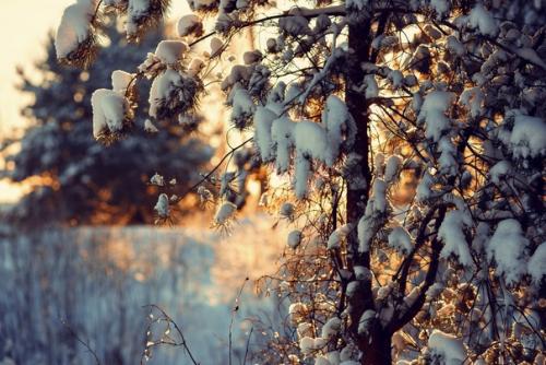 Прекрасный морозный солнечный денёк в объективе фотографа Анны Мельниковой. 02