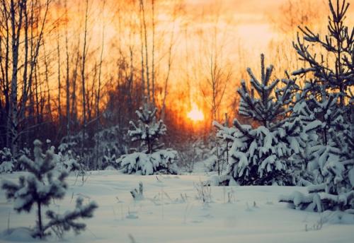 Прекрасный морозный солнечный денёк в объективе фотографа Анны Мельниковой. 07