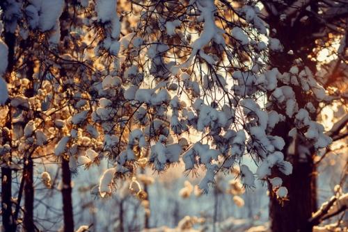 Прекрасный морозный солнечный денёк в объективе фотографа Анны Мельниковой. 08