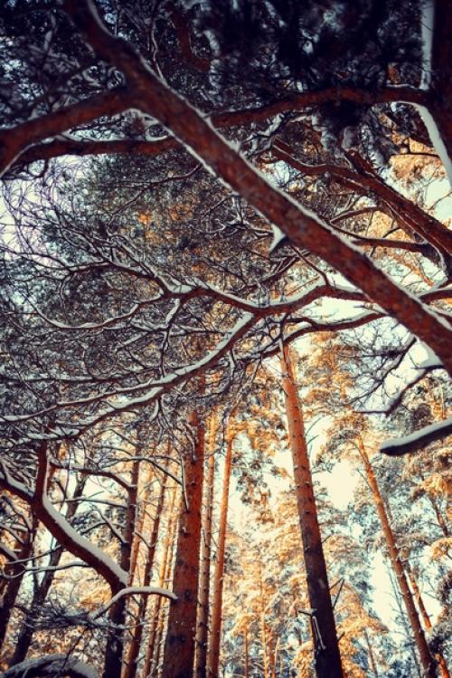 Прекрасный морозный солнечный денёк в объективе фотографа Анны Мельниковой. 05