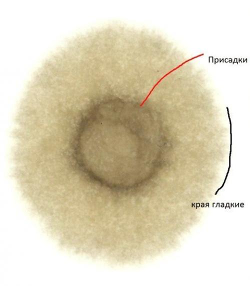 Проверка моторного масла методом "Масляного Пятна".