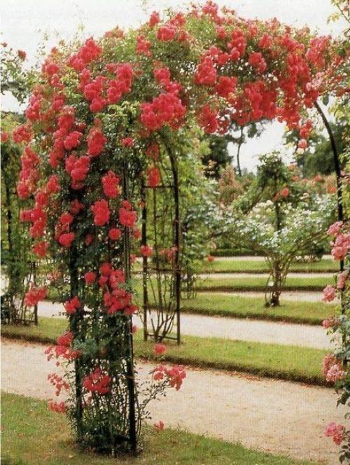 Мы сажаем в саду плетистые розы! 01 Мы сажаем в саду плетистые розы! 01