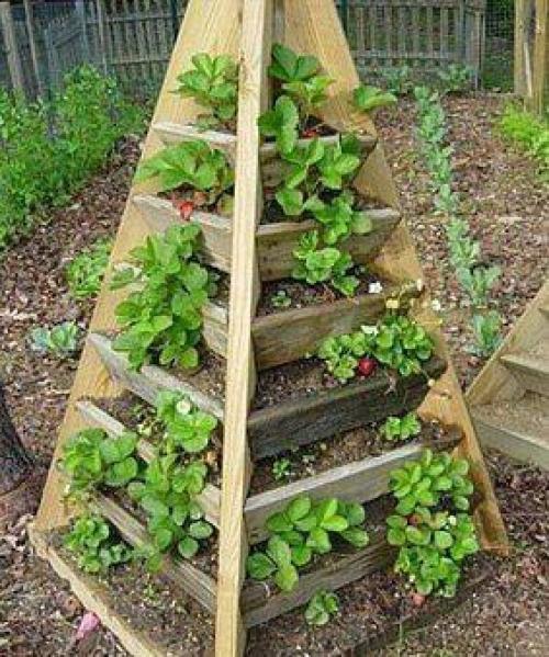 Выращивание клубники в пирамидах. 02