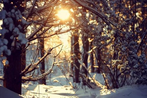 Прекрасный морозный солнечный денёк в объективе фотографа Анны Мельниковой. 06