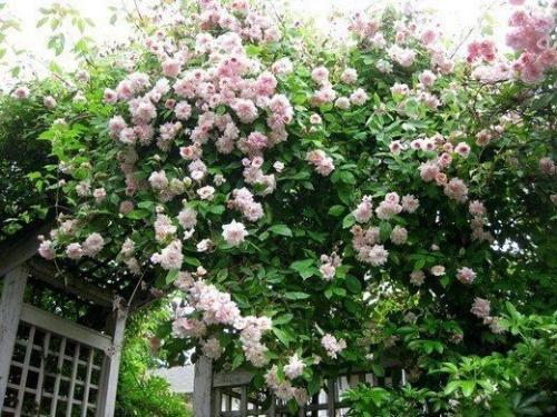 Мы сажаем в саду плетистые розы! 04 Мы сажаем в саду плетистые розы! 04