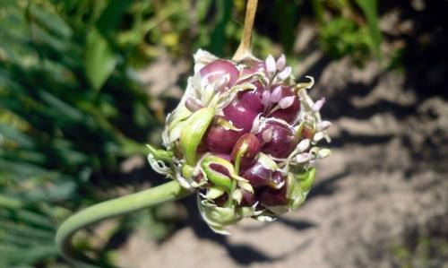 Сами чеснок Бульбочками. 02