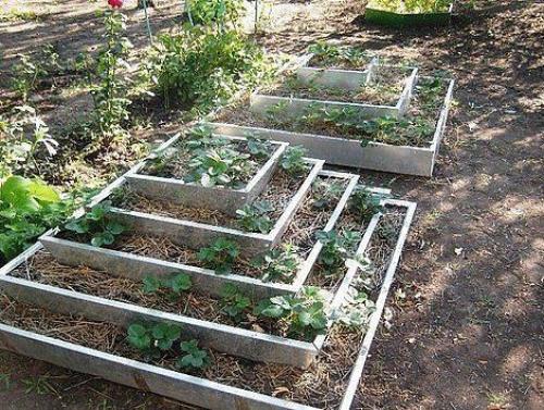 Выращивание клубники в пирамидах. 04