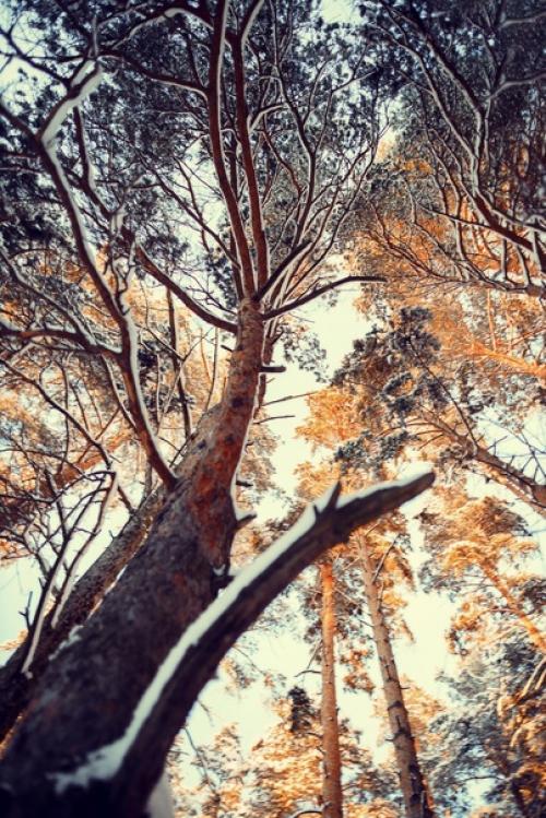 Прекрасный морозный солнечный денёк в объективе фотографа Анны Мельниковой. 03