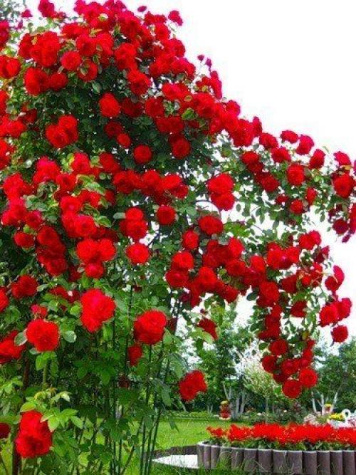 Мы сажаем в саду плетистые розы! 05 Мы сажаем в саду плетистые розы! 05