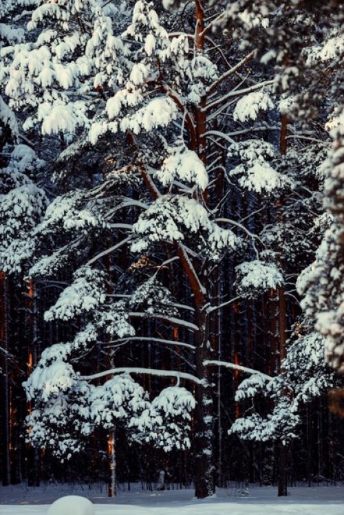 Прекрасный морозный солнечный денёк в объективе фотографа Анны Мельниковой. 01