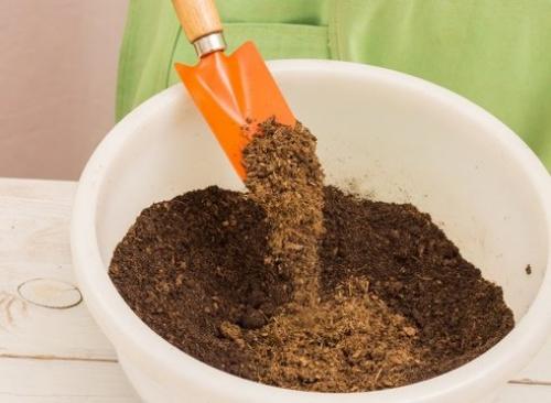 Выращивание рассады арбуза - рекомендации. 02 Выращивание рассады арбуза - рекомендации. 02